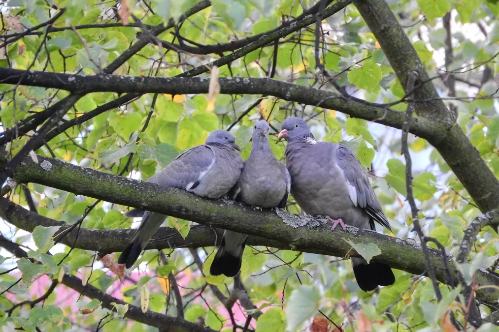 houtduif, duiven, vogels op een tak