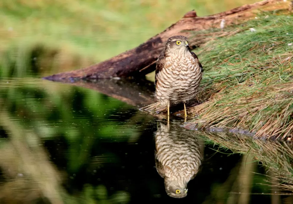sperwer, roofvogel, spiegelbeeld