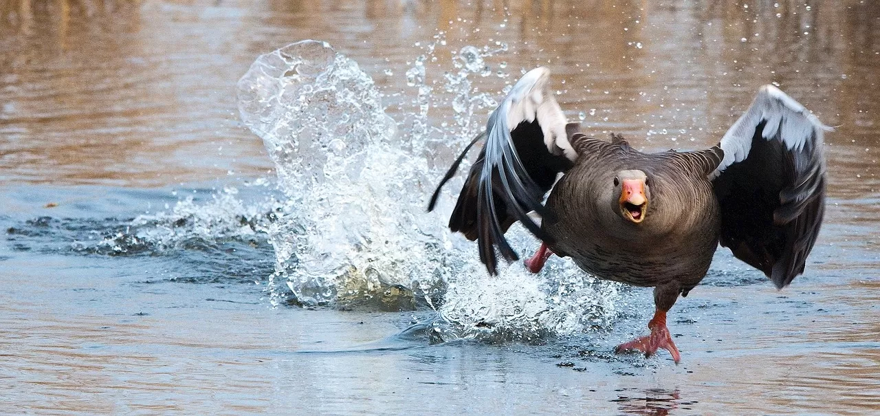 grauwe gans, gans, watervogel
