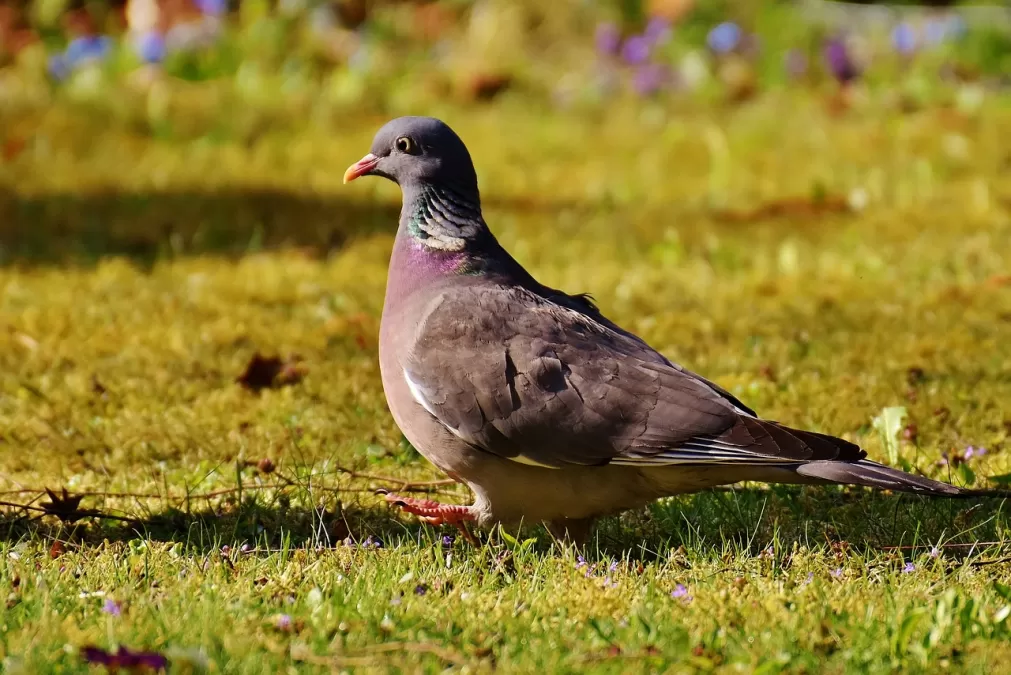 houtduif, vogel, gevederte