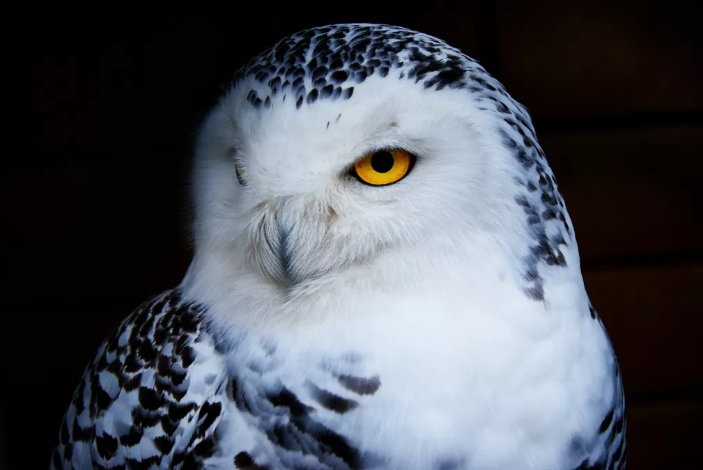 uil, sneeuwuil, dier