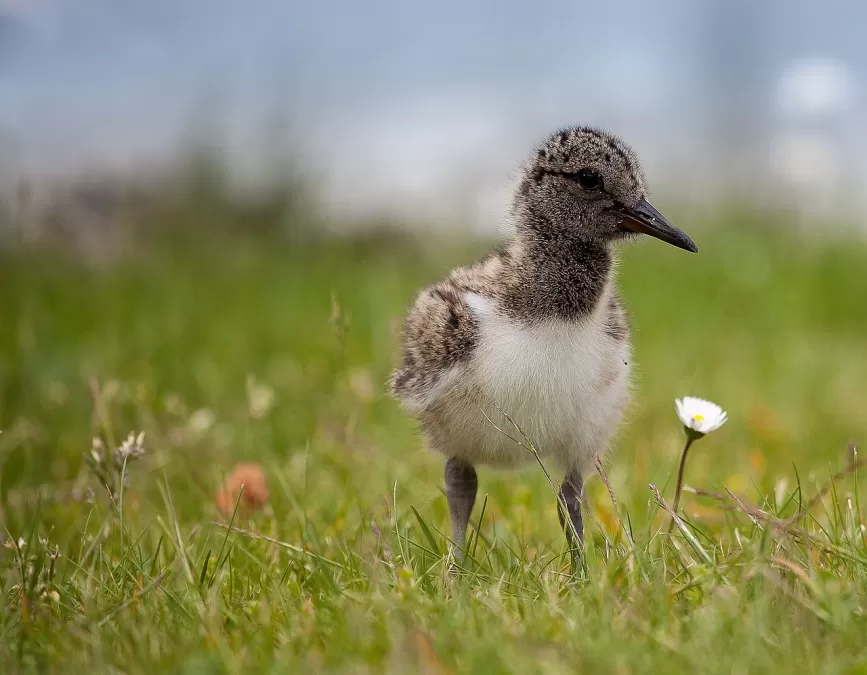 scholekster, zee, watervogel