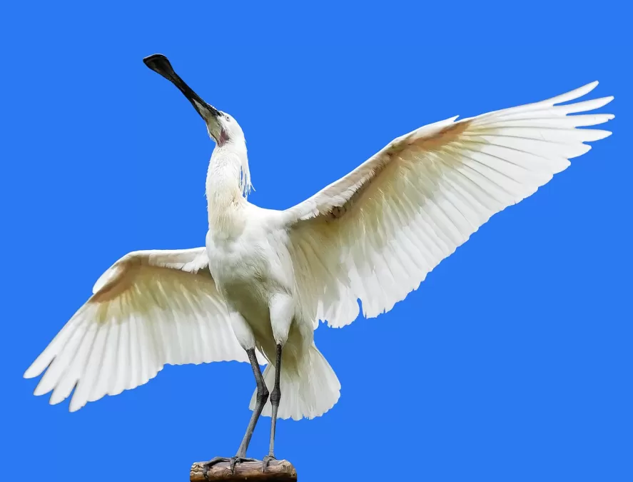 dier, vogel, reiger