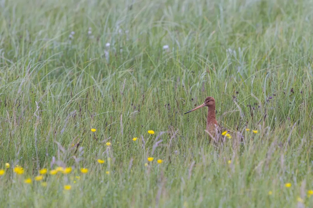 vogel, wulp, camouflage