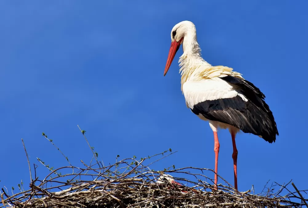 ooievaar, vogel, nest