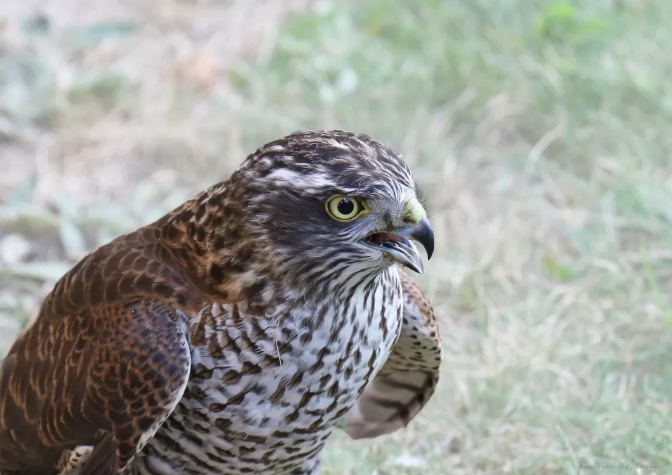 sperwer, roofvogel, vogel