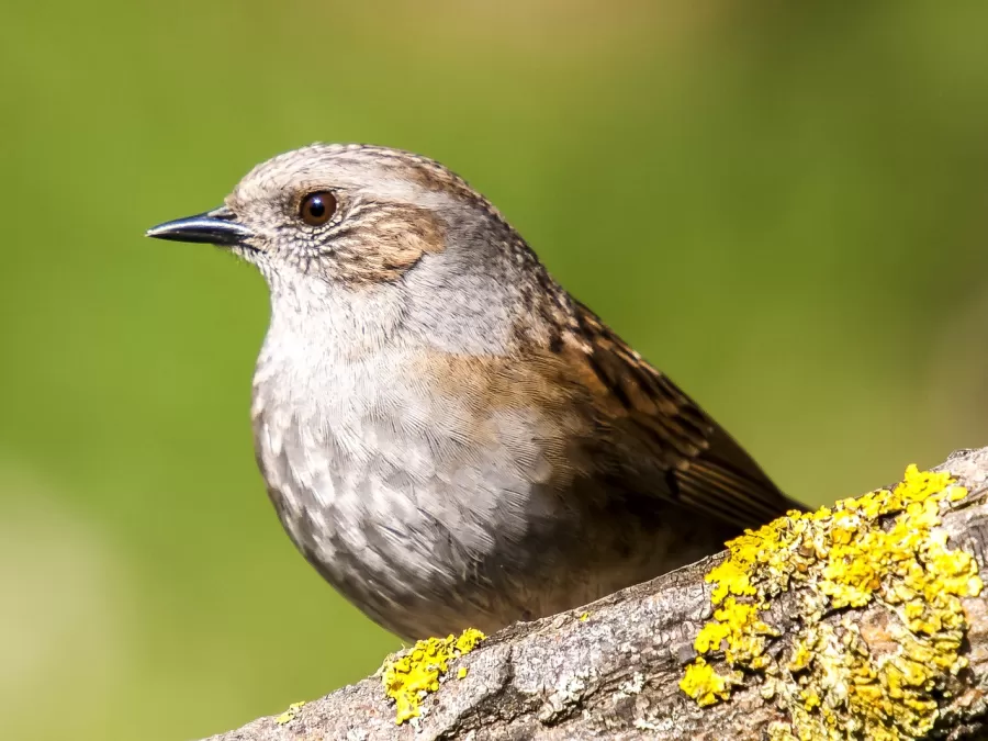 heggenmus, vogel, zangvogel