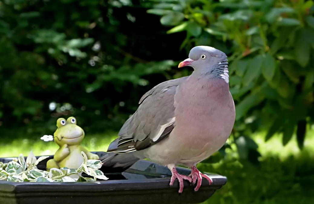 dier, vogel, duif