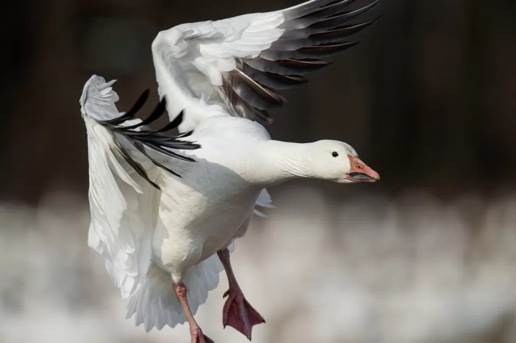 sneeuwgans, vogel, vliegend