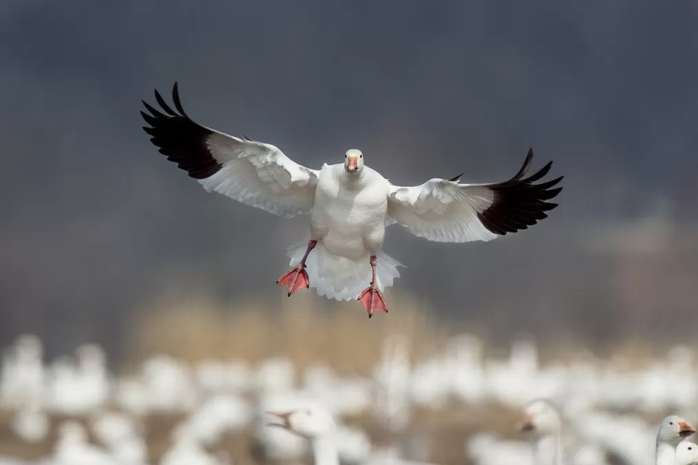 sneeuwgans, vogel, natuur