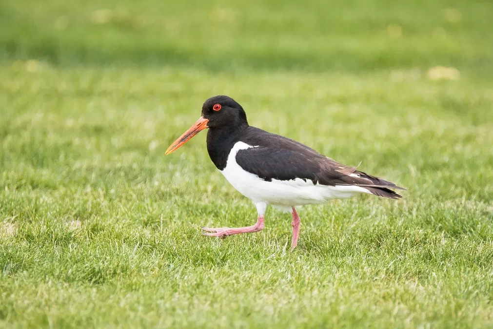 scholekster, vogel, dier