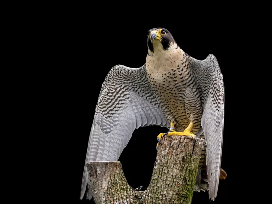 roofvogel, slechtvalk, valk
