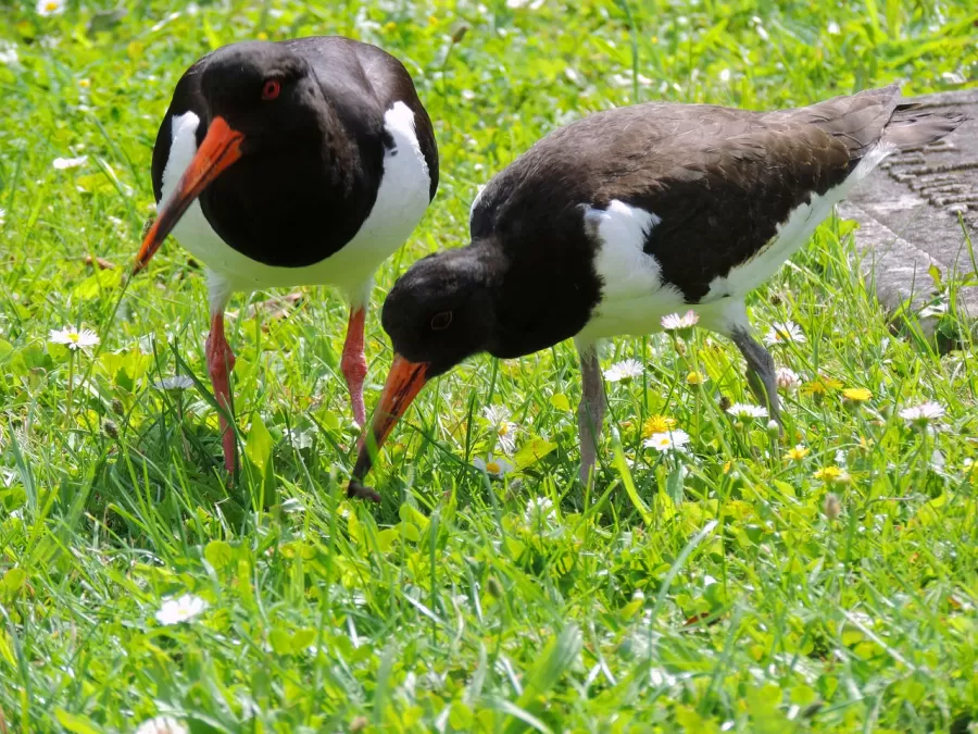 scholekster, moeder vogel, jonge vogel