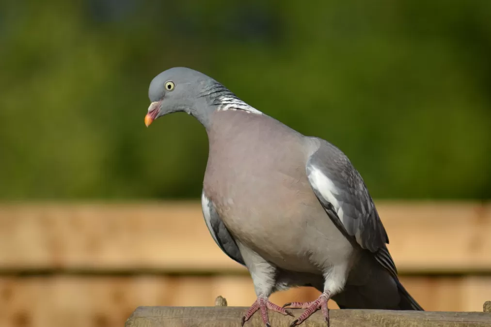 houtduif, natuur, duif