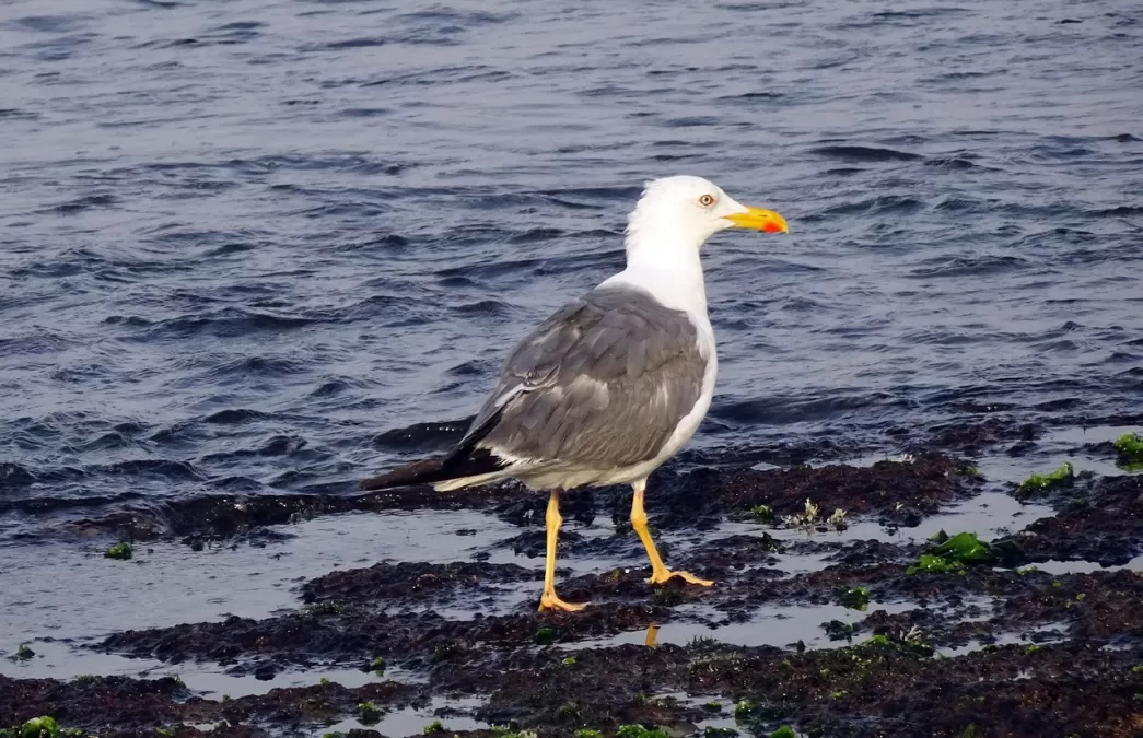 meeuw, vogel, zeemeeuw