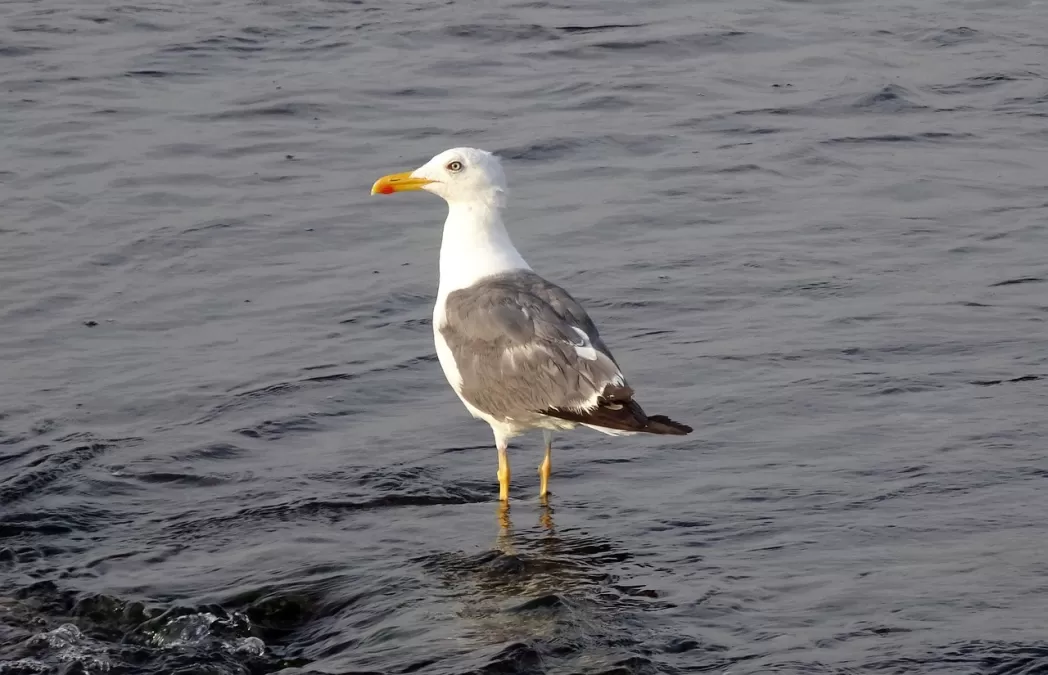 meeuw, vogel, zeemeeuw