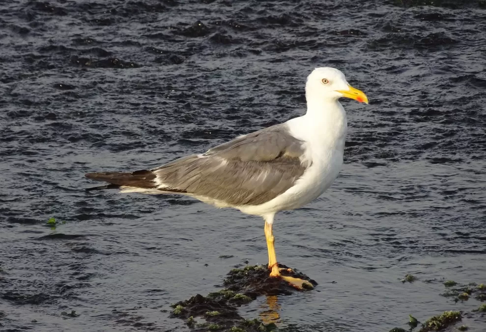 meeuw, vogel, zeemeeuw