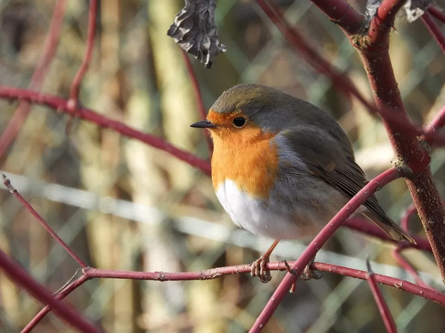 roodborst, vogel, veren