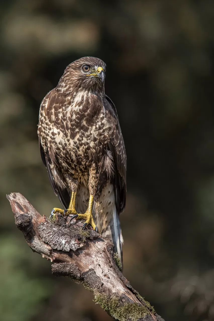 roofvogel, vogel, sperwer