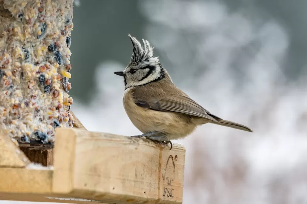 natuur, dieren in het wild, vogel