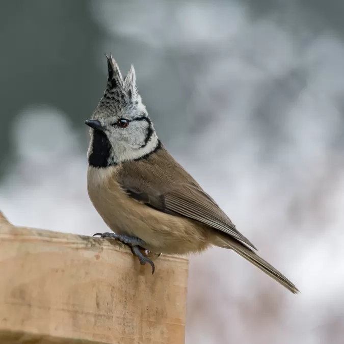 dieren in het wild, vogel, natuur