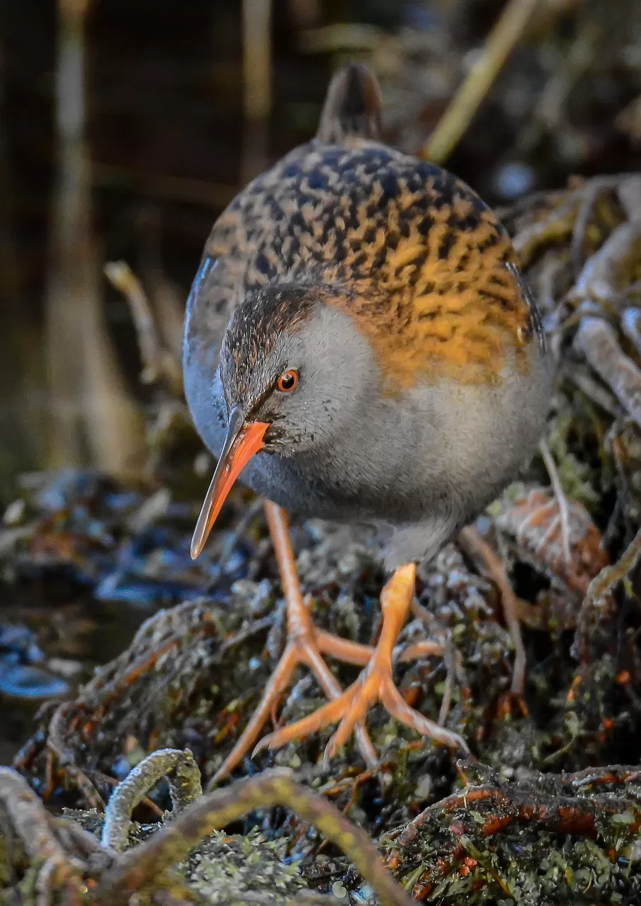 dieren in het wild, natuur, vogel