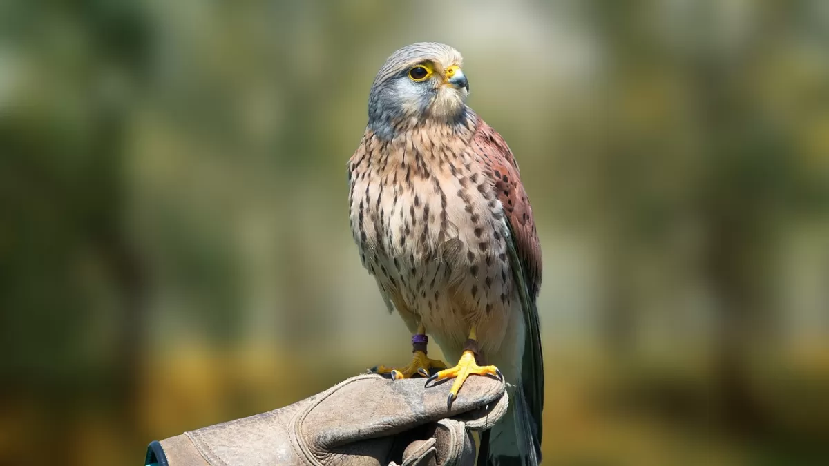 vogel, natuur, dieren in het wild
