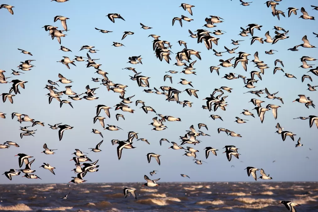 vogel, vlucht, dieren in het wild