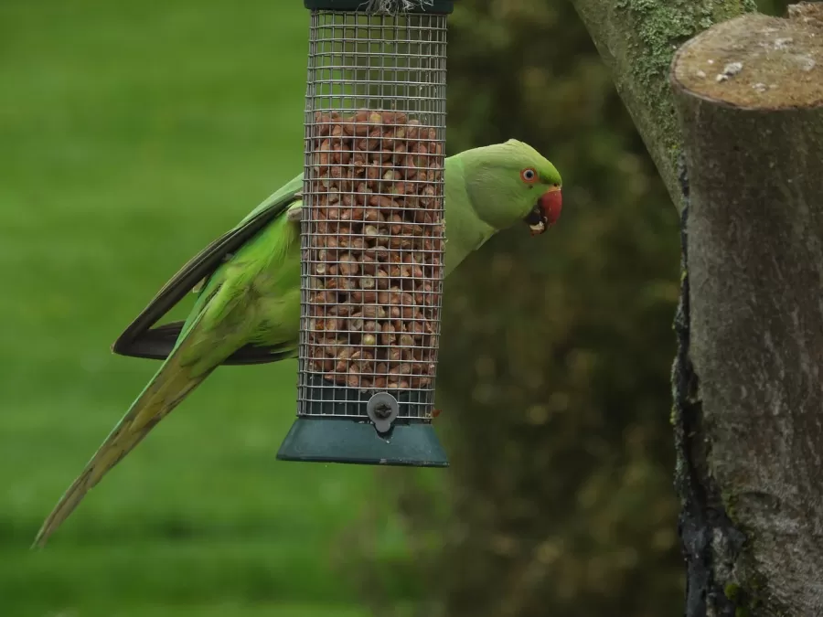 papegaai, groen, boomzitter