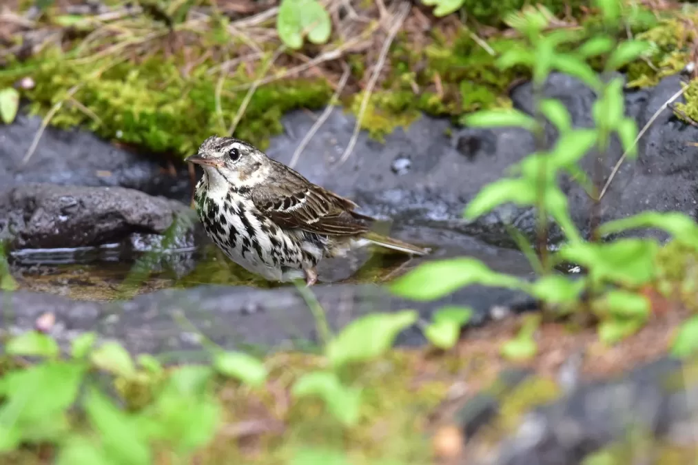 natuurlijke, wilde dieren, natuur
