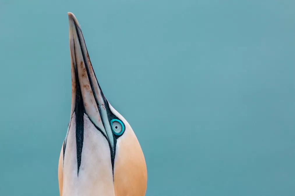 vogel, jan-van-gent, ornithologie