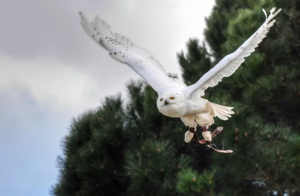sneeuwuil, vogel, raptor