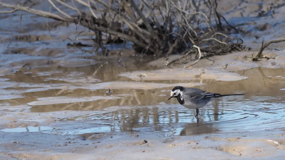 natuur, dieren, vogels