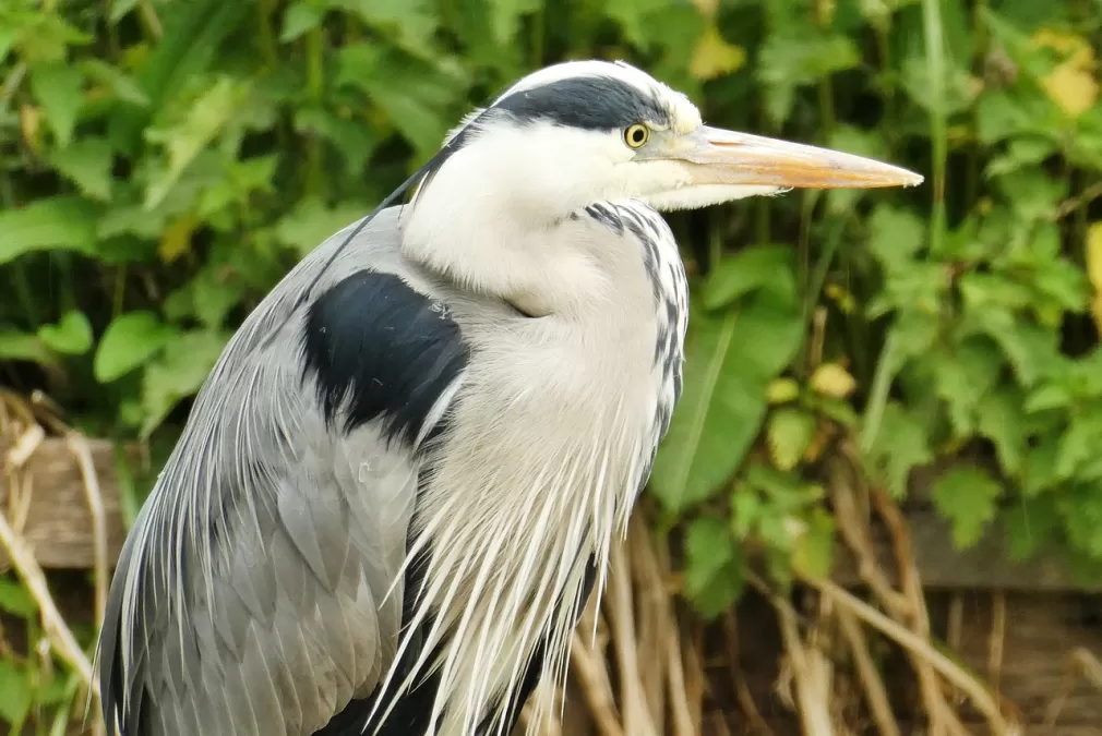 reiger, vogel, snavel