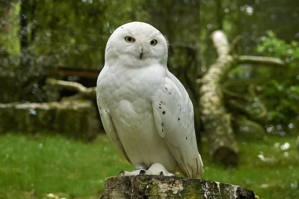 sneeuwuil, vogel, uil