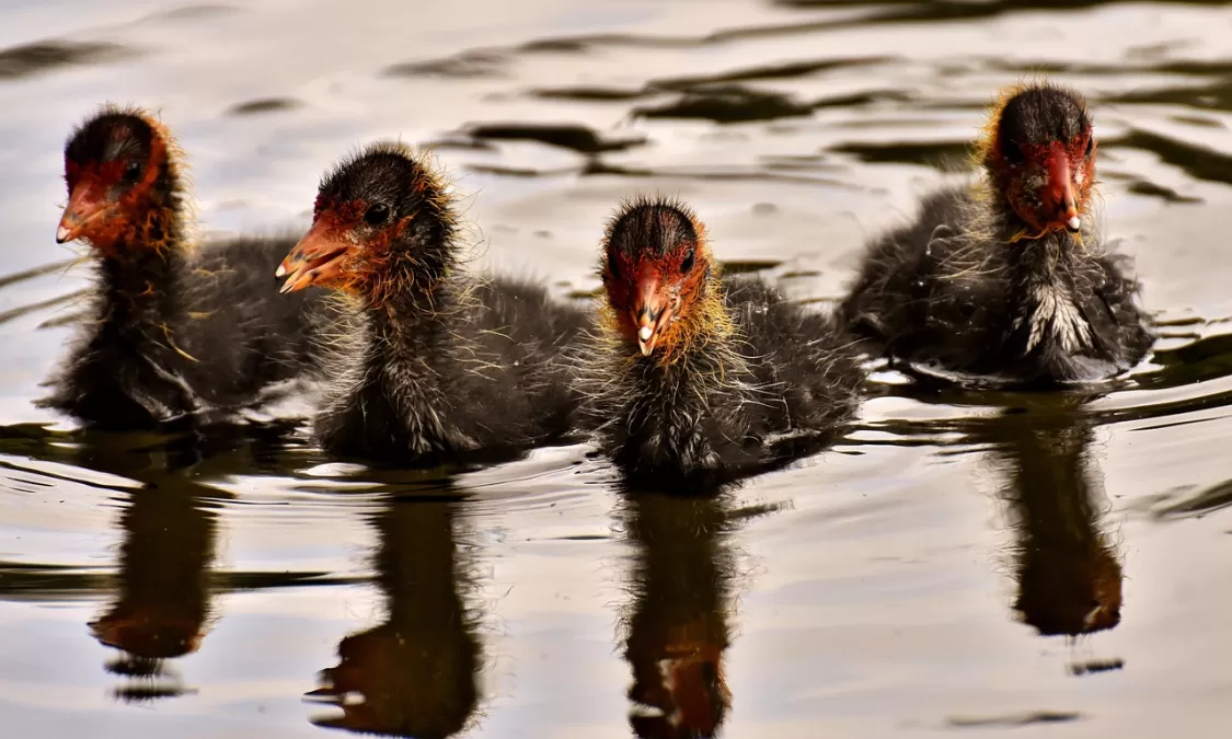 meerkoeten, kuiken, wateren