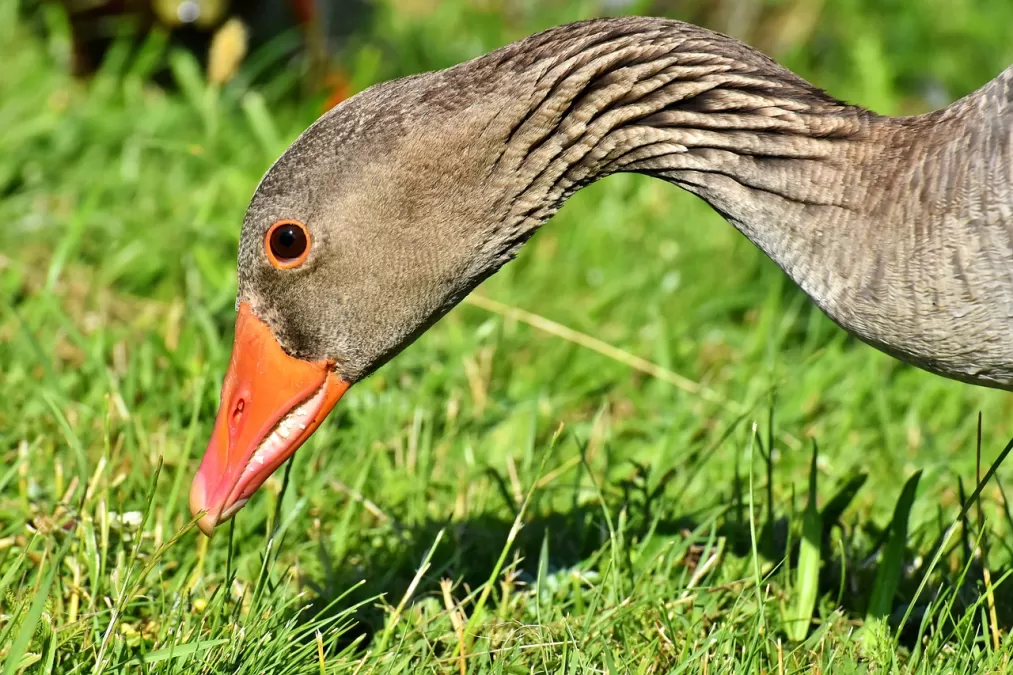 gans, vogel, grauwe gans