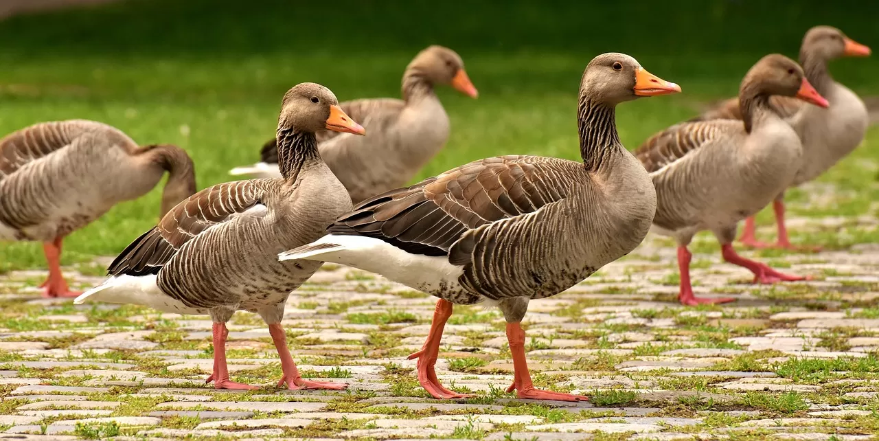 ganzen, wilde ganzen, watervogels