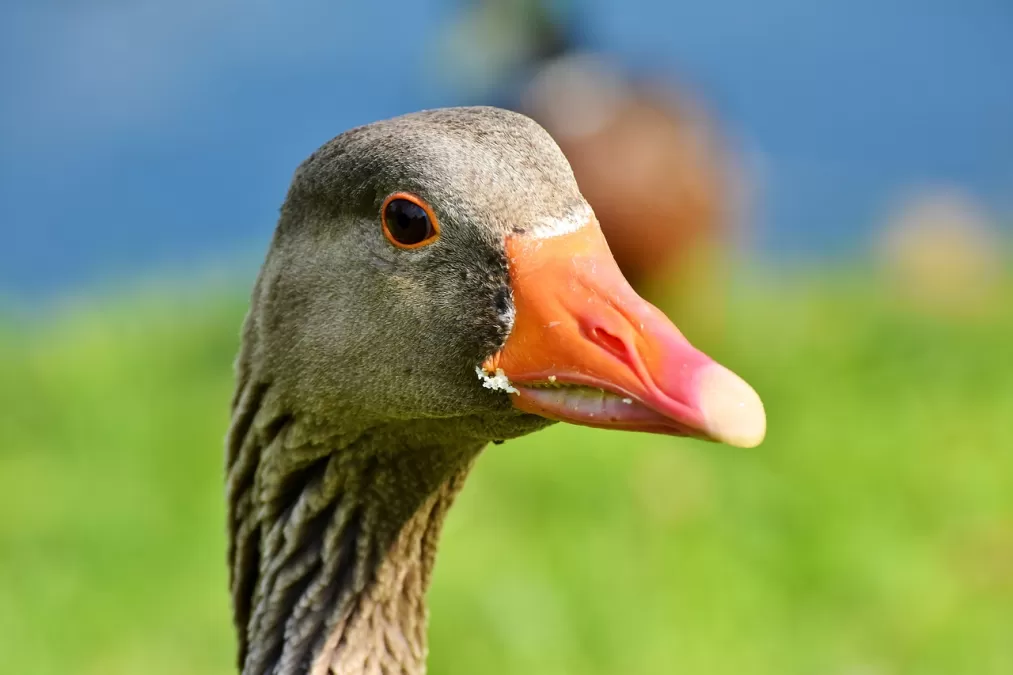 gans, vogel, grauwe gans