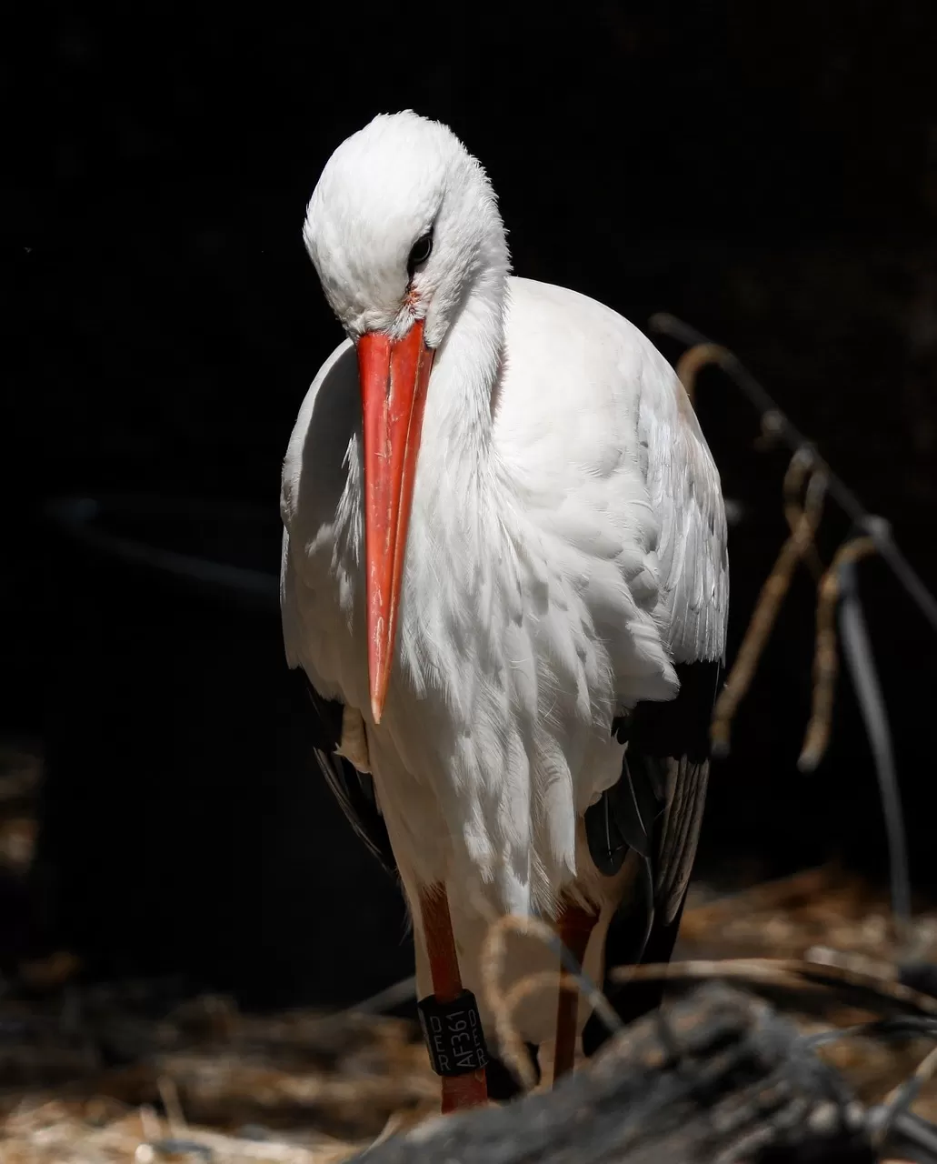 dieren, vogel, ooievaar