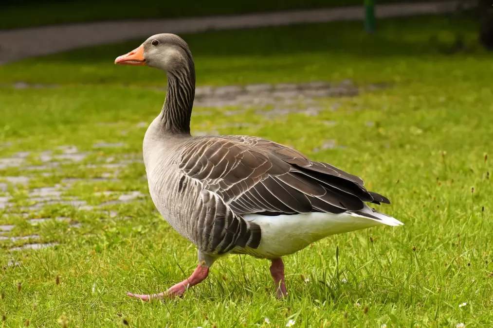 gans, wild goose, watervogel