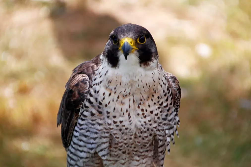 slechtvalk, falco peregrinus, valk
