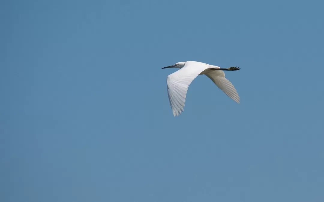 natuur, vogels, vlucht