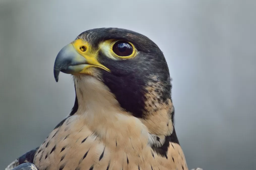 slechtvalk, natuur, roofdier