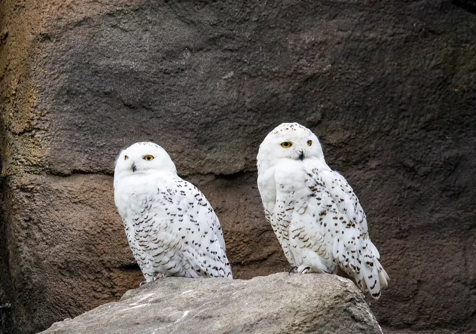 sneeuwuil, uil, vogel