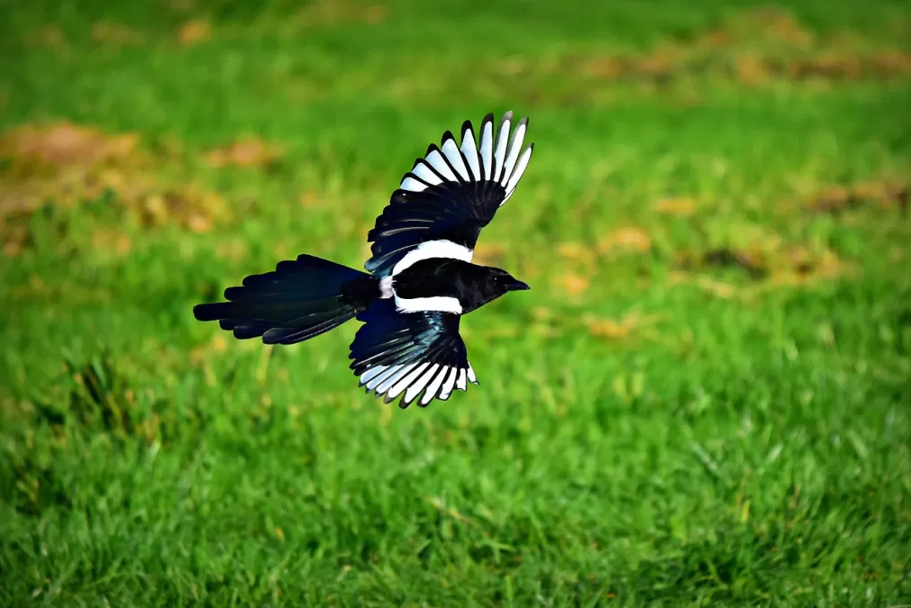 ekster, vogel, dier