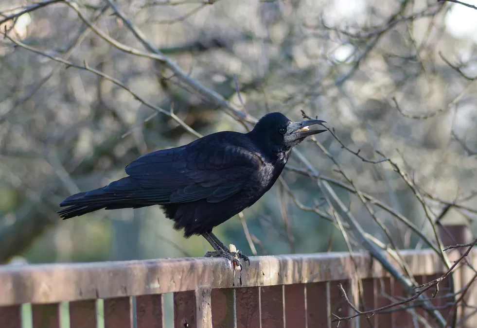roek, vogel, zwarte vogel