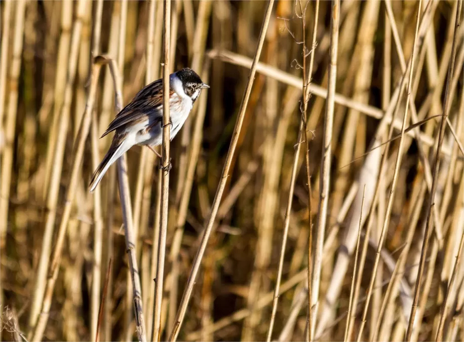 natuur, vogel, rietgors