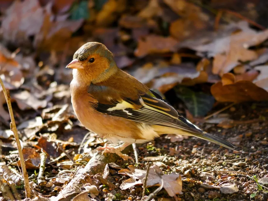 dieren, vogel, vink