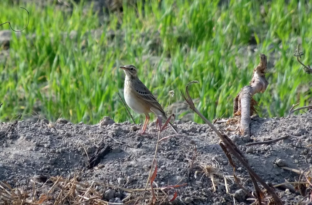 anthus, paddyfield, vogel